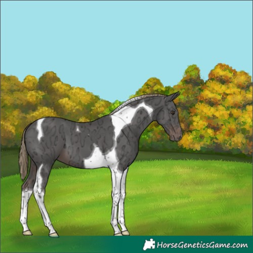 Horse Color:Liver Chestnut Ice Tobiano 