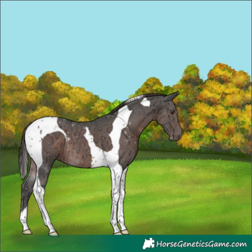 Horse Color:Liver Chestnut Ice Tobiano 
