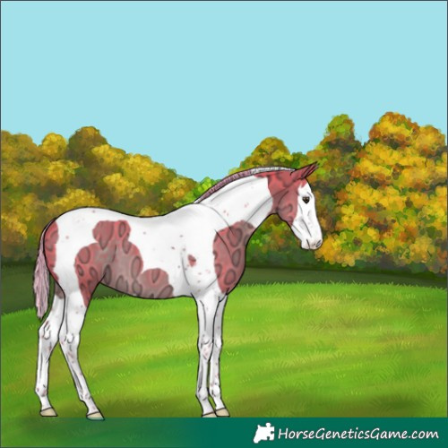Horse Color:Watercolor Liver Chestnut Ice Splash Tobiano 