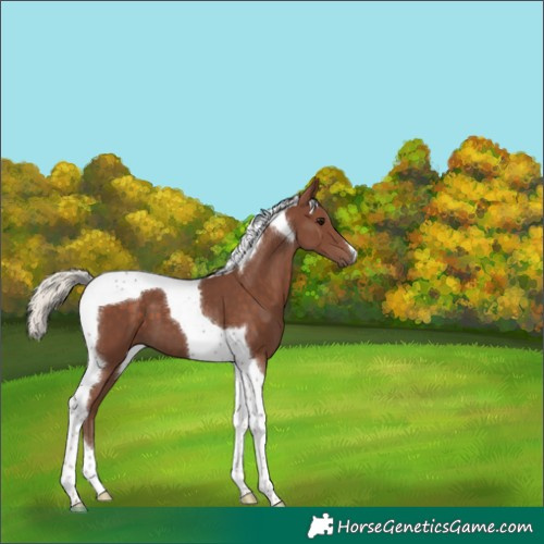 Horse Color:Silver Black Tobiano 