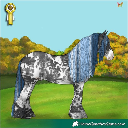 Horse Color:Painted White Spotted Black Sabino Rabicano 