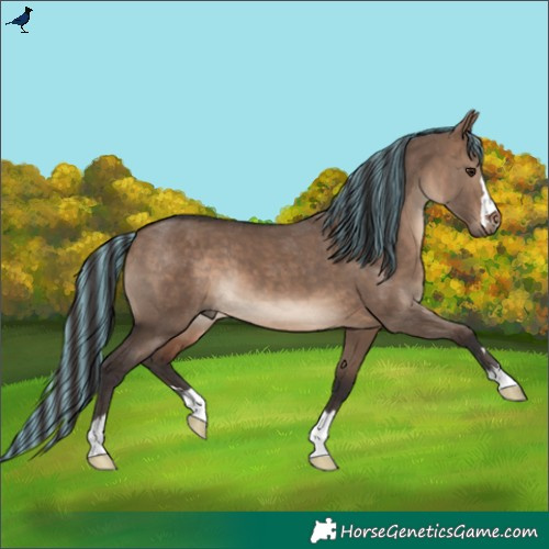 Horse Color:Painted Brown Dun 