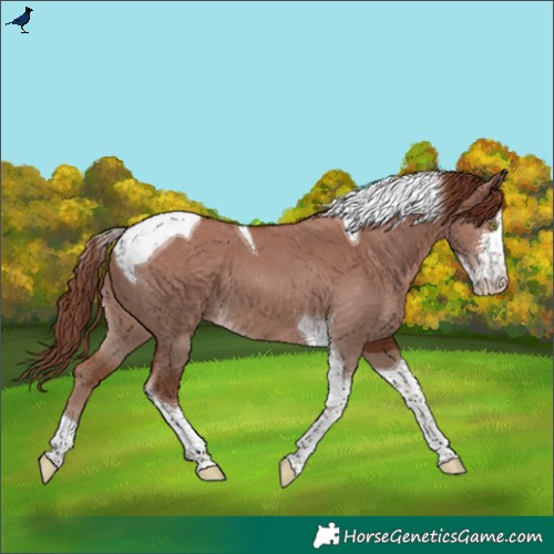 Horse Color:Red Dun Sabino Tobiano 
