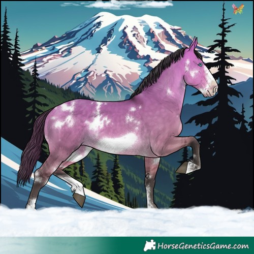 Horse Color:White Spotted Buckskin Dun Sabino Frame 