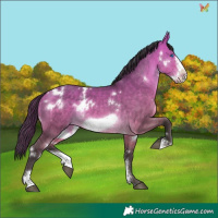 Horse Color:White Spotted Buckskin Dun Sabino Frame 