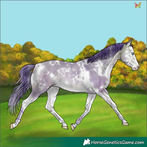 Horse Color:Watercolor White Spotted Buckskin Dun Splash Rabicano 