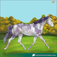 Horse Color:Watercolor White Spotted Buckskin Dun Splash Rabicano 