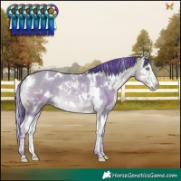 Horse Color:Watercolor White Spotted Buckskin Dun Splash Rabicano 