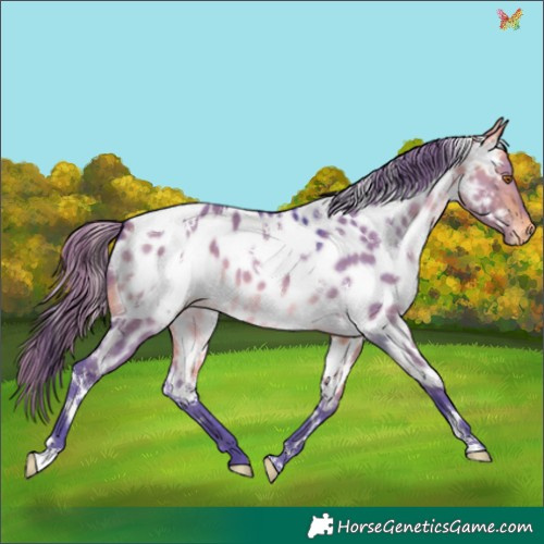 Horse Color:Watercolor White Spotted Buckskin Dun Appaloosa 