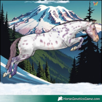 Horse Color:Watercolor White Spotted Buckskin Dun Appaloosa