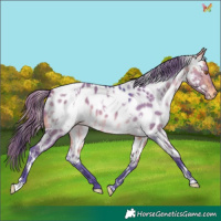 Horse Color:Watercolor White Spotted Buckskin Dun Appaloosa 