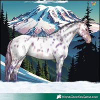 Horse Color:Watercolor White Spotted Buckskin Dun Appaloosa 