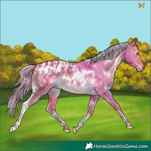 Horse Color:Watercolor White Spotted Chocolate Palomino Dun Appaloosa 