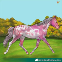 Horse Color:Watercolor White Spotted Chocolate Palomino Dun Appaloosa