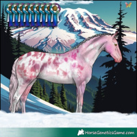 Horse Color:Watercolor White Spotted Chocolate Palomino Dun Appaloosa 