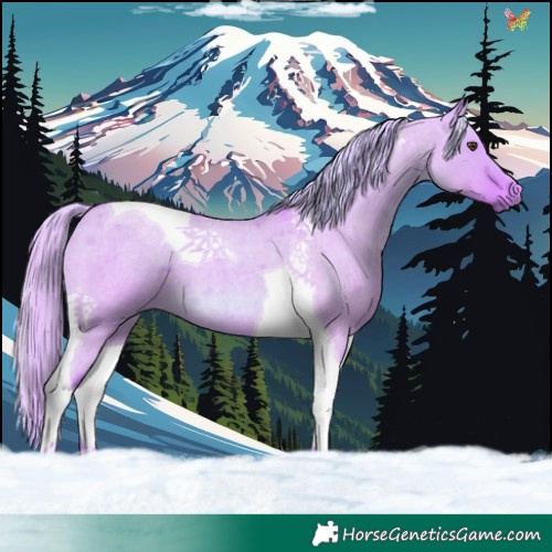 Horse Color:Watercolor Red Dun Roan Tobiano 