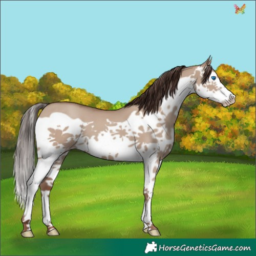 Horse Color:Classic Champagne Dun Splash Frame 