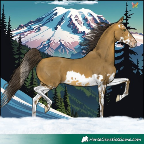 Horse Color:Sable Cream Champagne Splash 