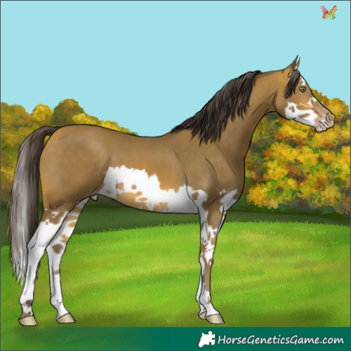 Horse Color:Sable Cream Champagne Splash 