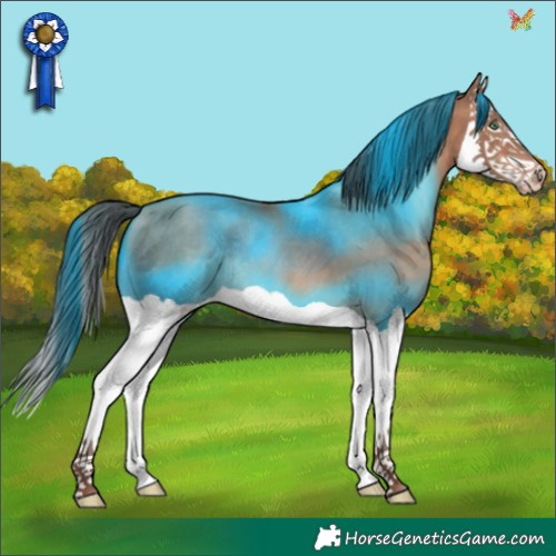 Horse Color:Sable Champagne Splash 