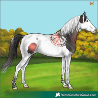 Horse Color:Smoky Black Splash Tobiano 