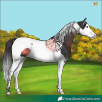 Horse Color:Smoky Black Splash Tobiano