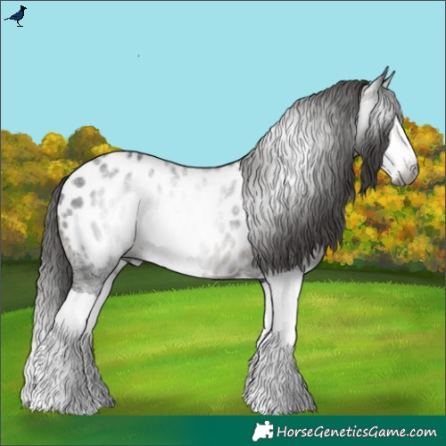 Horse Color:Gray Black Ice Splash Appaloosa 