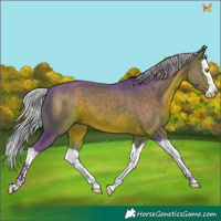 Horse Color:Watercolor Silver Brown Splash 