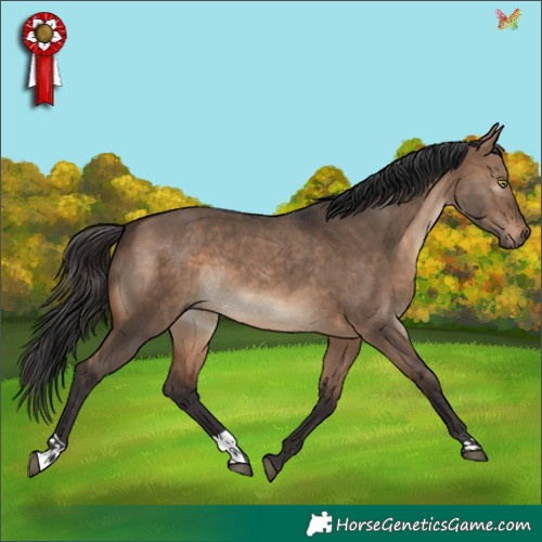 Horse Color:Brown Dun 