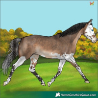 Horse Color:Brown Dun Splash 