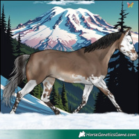 Horse Color:Brown Dun Splash 