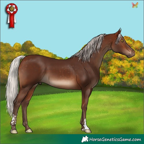 Horse Color:Silver Bay 