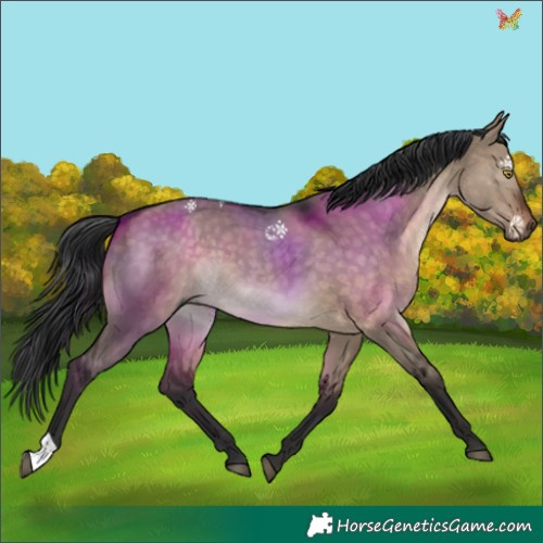Horse Color:Brown Dun 