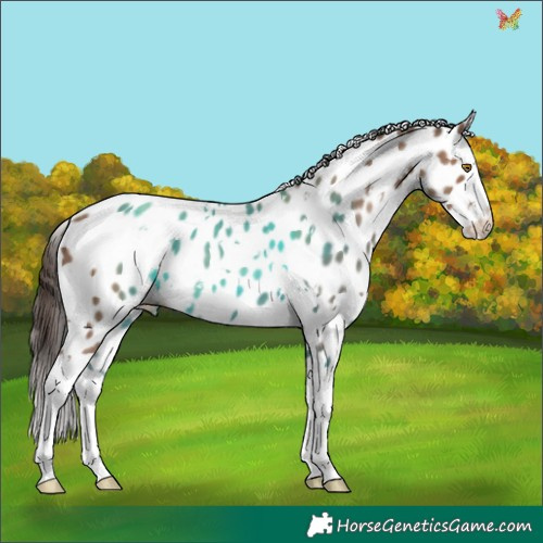 Horse Color:White Spotted Classic Champagne Splash Appaloosa 