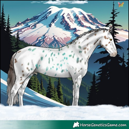 Horse Color:White Spotted Classic Champagne Splash Appaloosa 