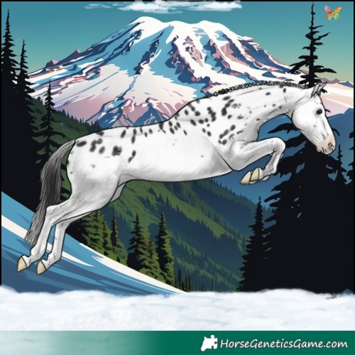 Horse Color:Black Sabino Splash Leopard 