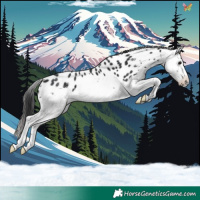Horse Color:Black Sabino Splash Appaloosa 