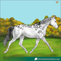 Horse Color:Black Sabino Splash Appaloosa