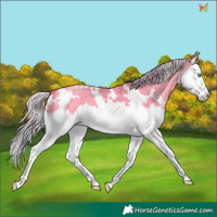 Horse Color:Watercolor White Spotted Silver Sable Champagne Dun Splash 