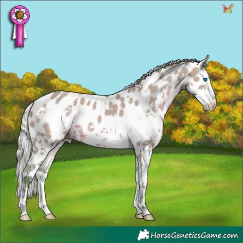 Horse Color:Watercolor White Spotted Silver Grullo Splash Appaloosa 