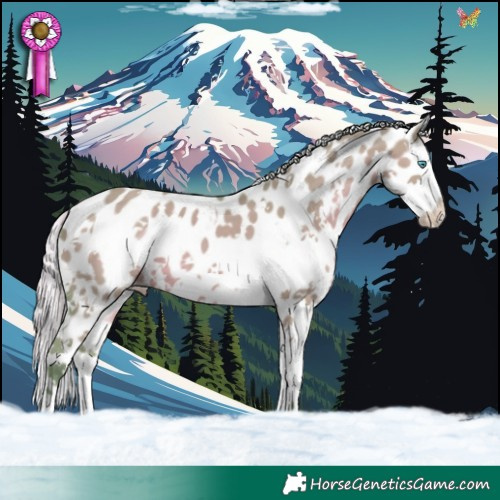 Horse Color:Watercolor White Spotted Silver Grullo Splash Appaloosa 
