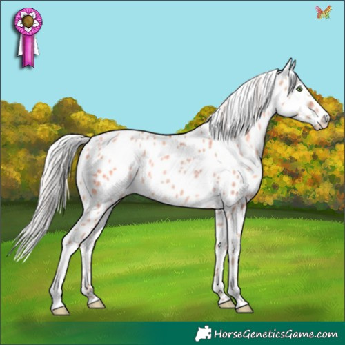 Horse Color:White Spotted Silver Classic Champagne Dun Appaloosa 
