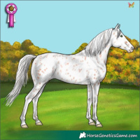 Horse Color:White Spotted Silver Classic Champagne Dun Appaloosa