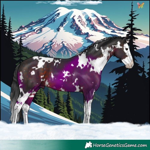 Horse Color:White Spotted Brown Splash 