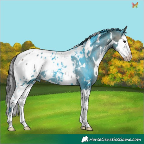 Horse Color:White Spotted Brown Dun Splash Appaloosa 
