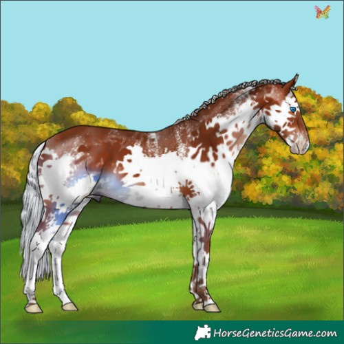 Horse Color:White Spotted Silver Brown Splash 