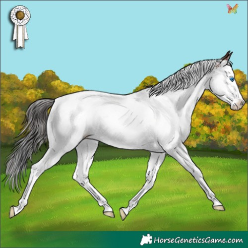 Horse Color:White Spotted Brown Splash 