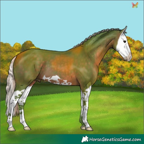 Horse Color:Watercolor Silver Brown Splash 
