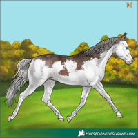 Horse Color:Silver Brown Splash 