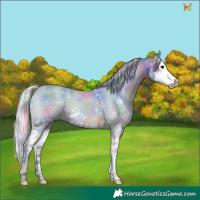 Horse Color:Nacre Watercolor Silver Black Splash